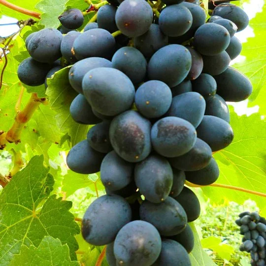 Саженцы винограда Атос