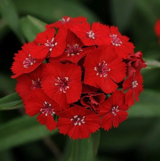 Гвоздика турецкая Свит F1 скарлет 100 семян, Pan American flowers