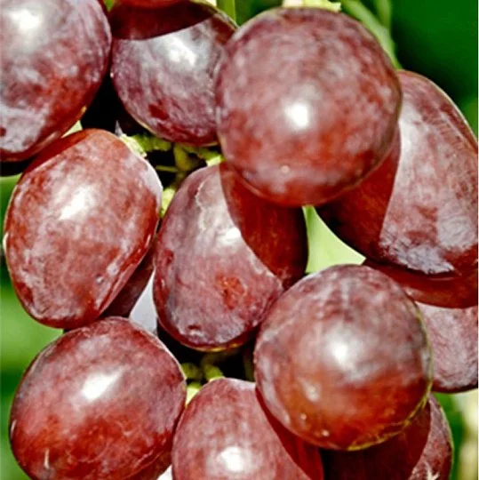 Саженцы винограда Велюр