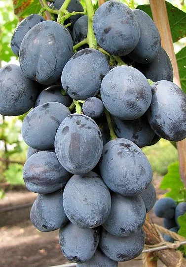 Саженцы винограда Фуршетный