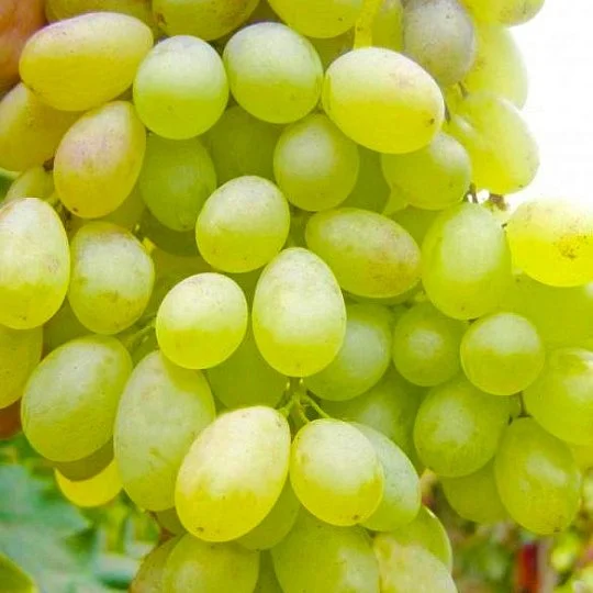 Саженцы винограда Дим-17 кишмиш