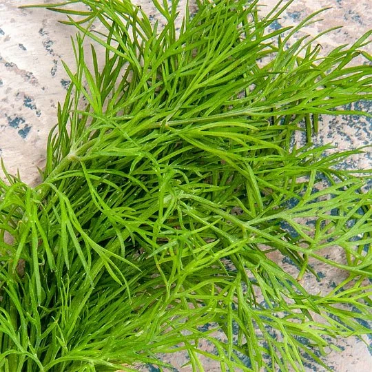 Укроп мамонт на развес, Агролиния