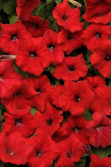 Петуния Селебрети F1 1000 дражированных семян красная, Benary flowers